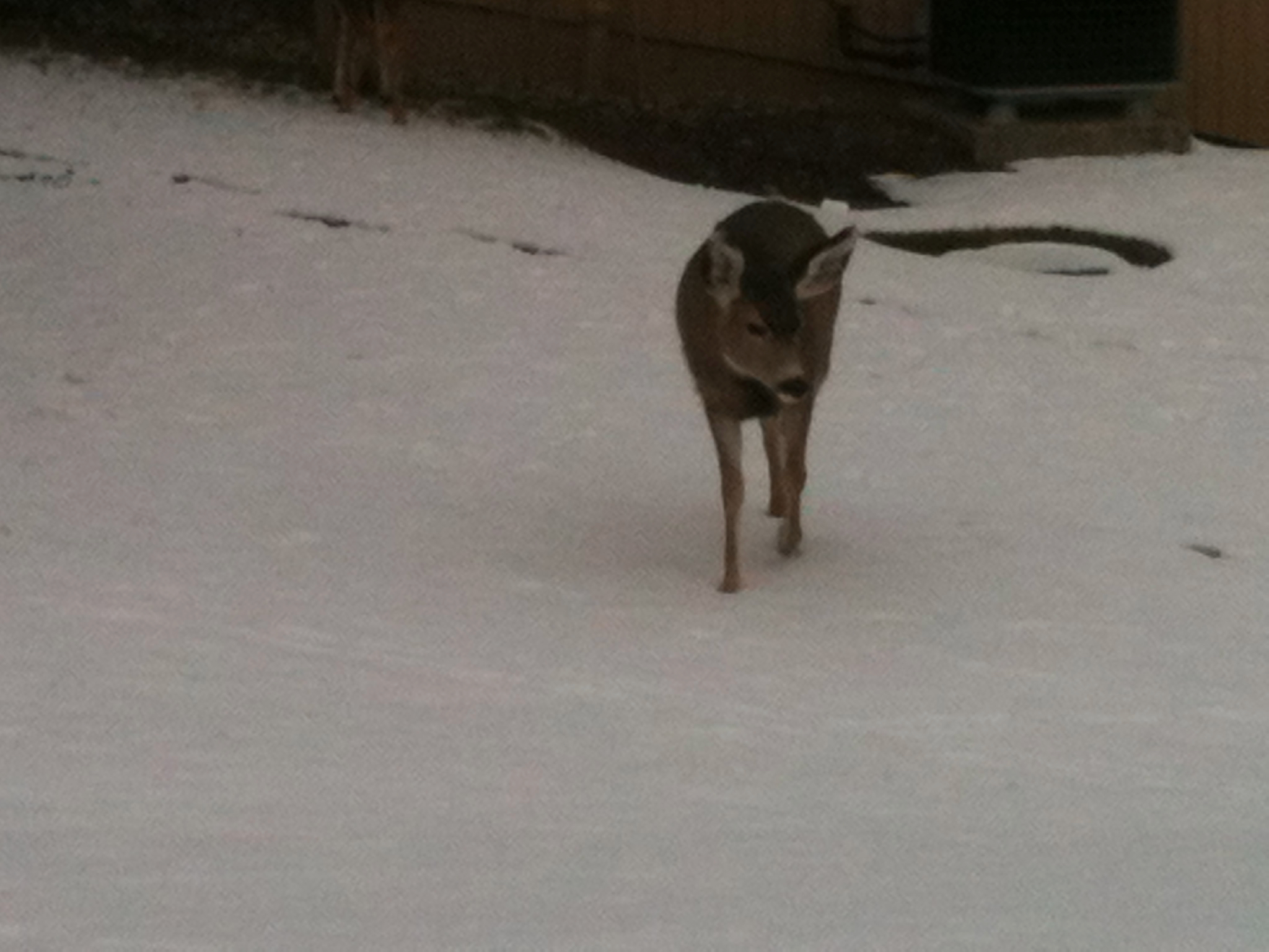 IMG_0029 (1).jpeg